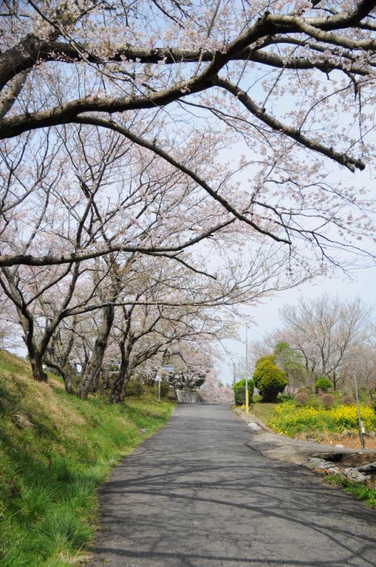 権現山公園_B