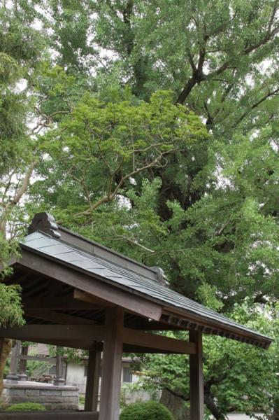 坂東報恩寺_大イチョウの木