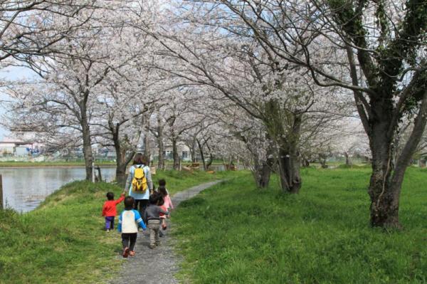 吉野公園_水辺の桜トンネル