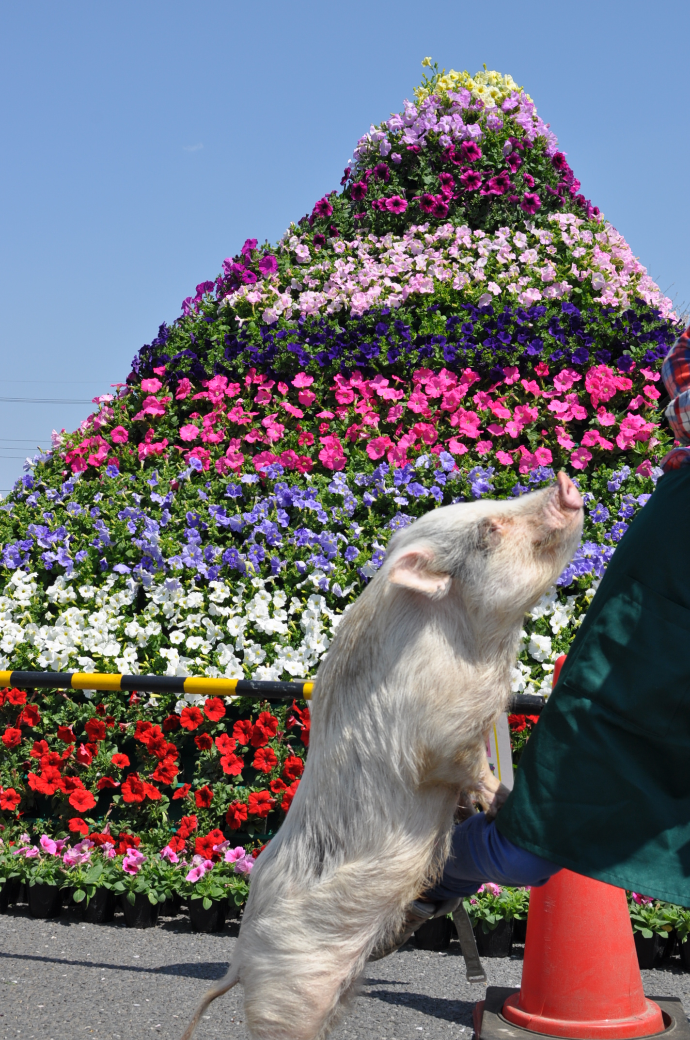 ララちゃんショー