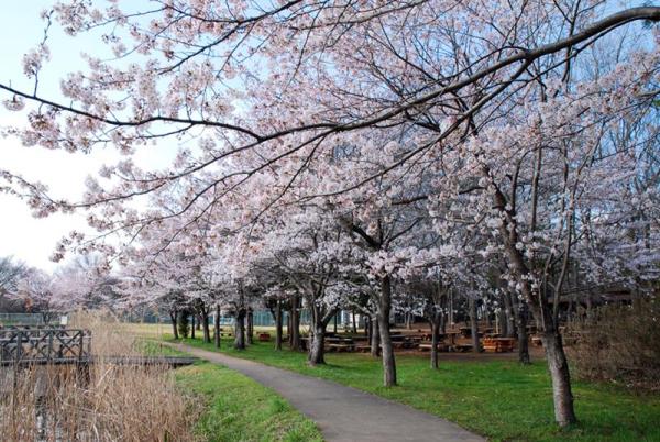 上野沼やすらぎの里キャンプ場_付近の桜