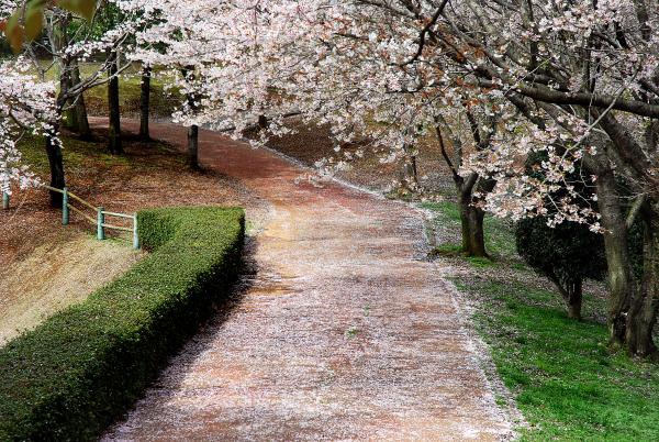 天然記念物 「桜川のサクラ」_磯部桜川公園