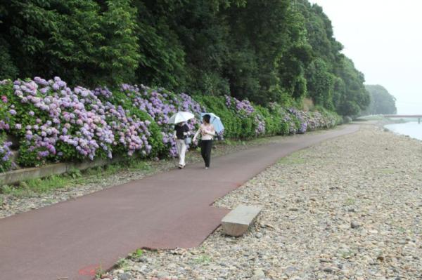 勤行川サイクリングロード_アジサイの花