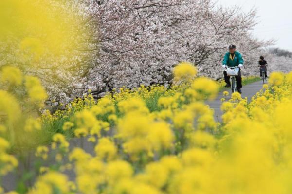 勤行川サイクリングロード_桜、菜の花の季節