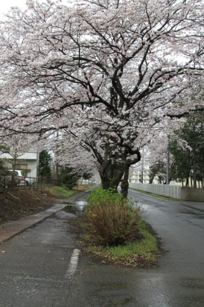 さわやかロード_一般道と遊歩道