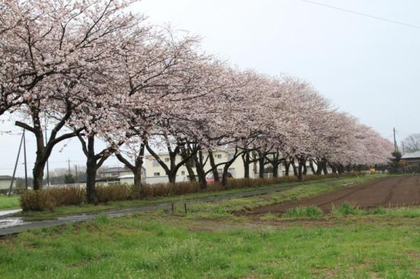 さわやかロード_桜の時期