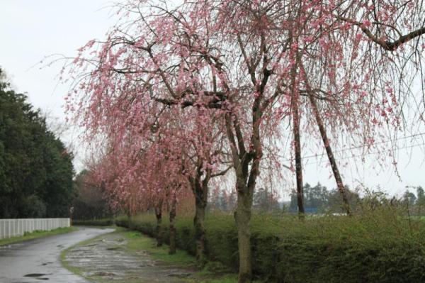 さわやかロード_枝垂れ桜