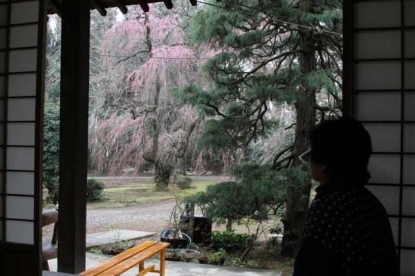 観音院(律院)_お堂から桜を眺める