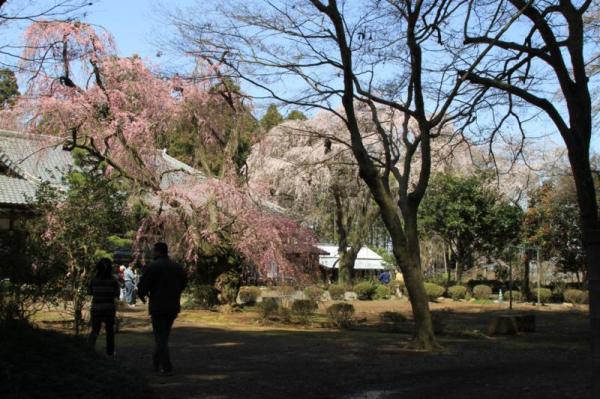 観音院(律院)_紅白2本の枝垂れ桜