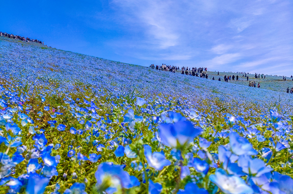 茨城の四季を楽しむ「花のイベント」