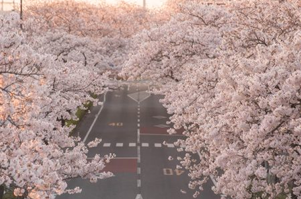 花満開、いばらきの「春」を感じる八景