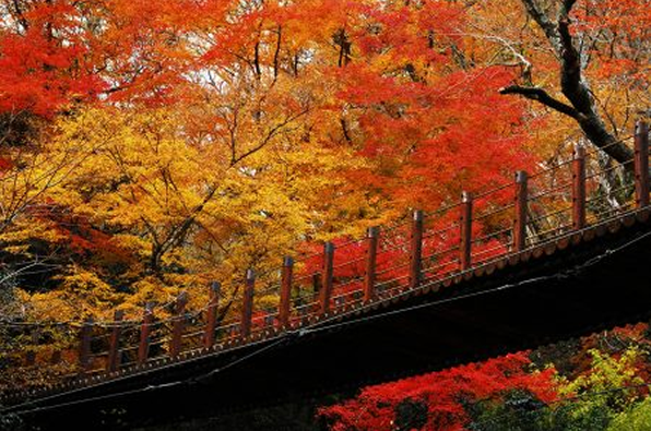 茨城の自然が紅く染まる、秋の十景