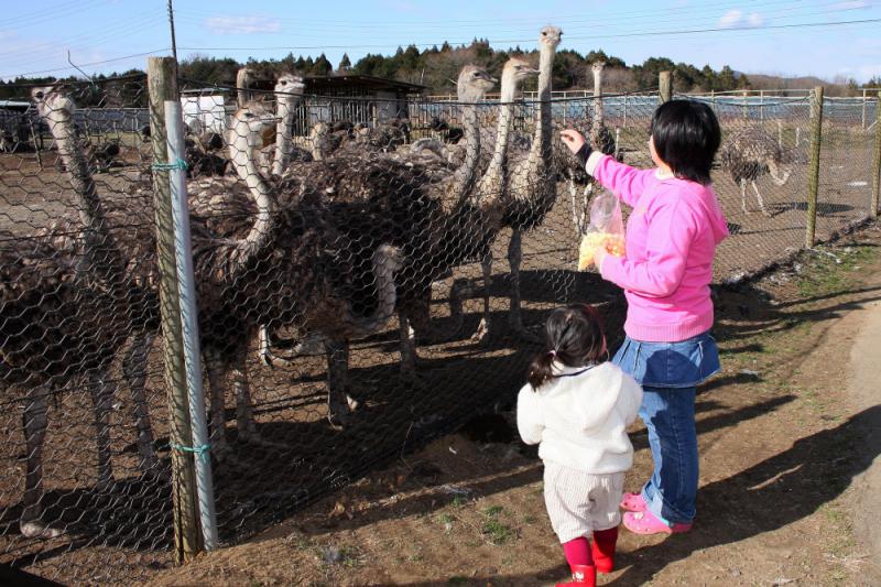 ダチョウ王国 石岡ファーム_B