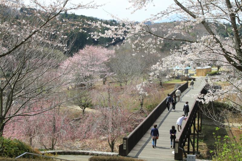 常陸風土記の丘_A