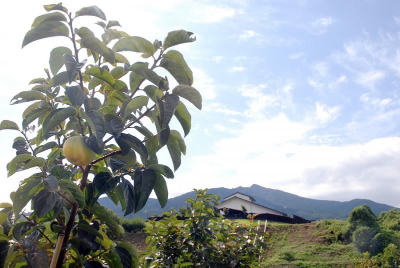 岡本果樹園_B