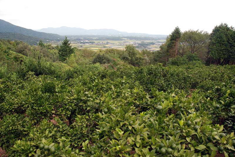 内田観光果樹園_B