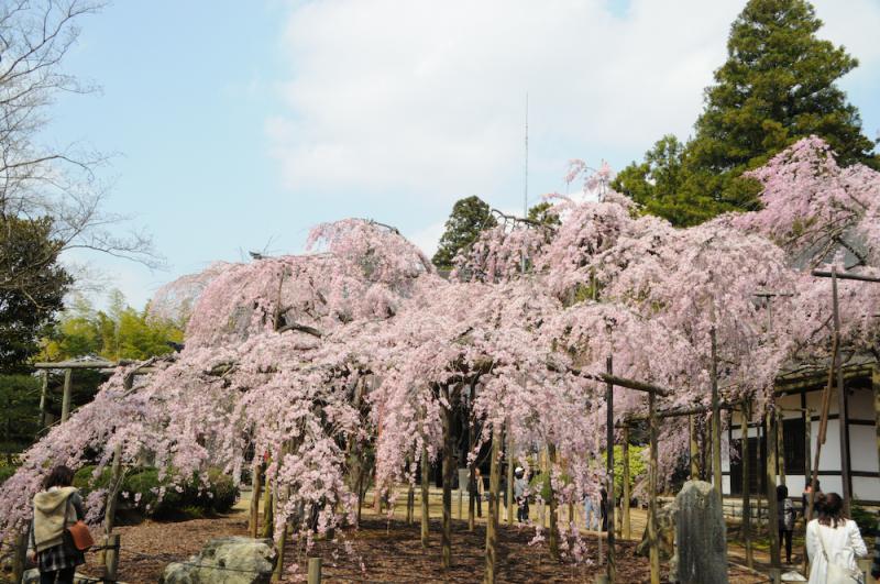 サンプル画像1