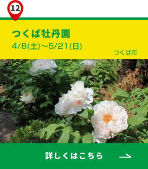 12_つくば牡丹園