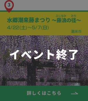 3_潮来市_水郷潮来藤まつり_終了
