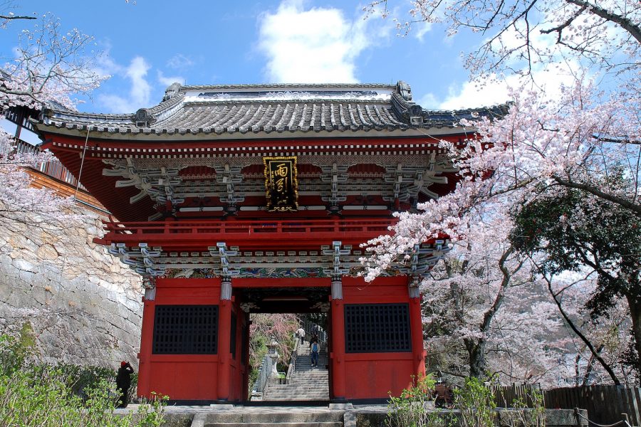 雨引山楽法寺_桜