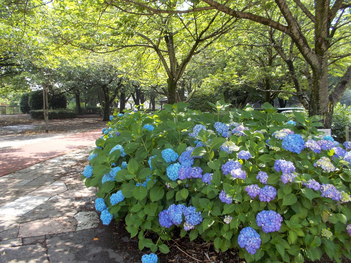 砂沼広域公園1 - コピー