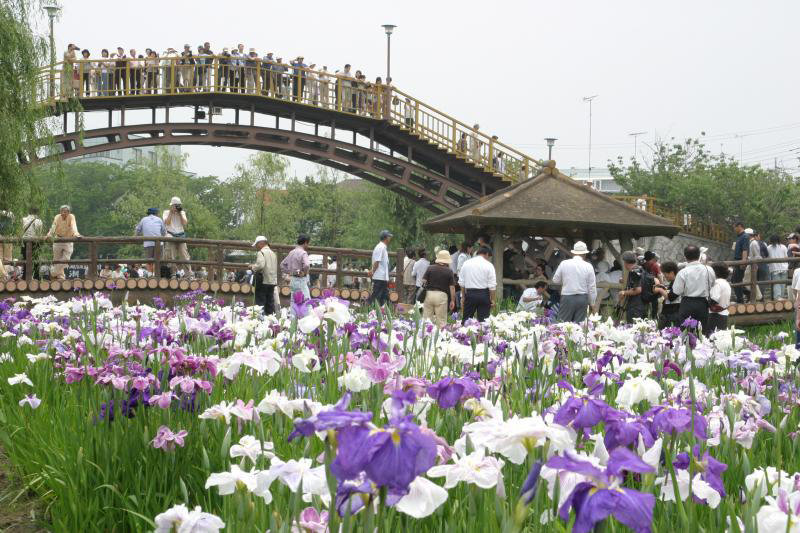 水郷潮来あやめ園