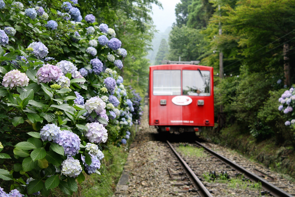 筑波山_紫陽花とケーブルカー