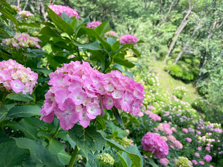 筑波山_紫陽花2