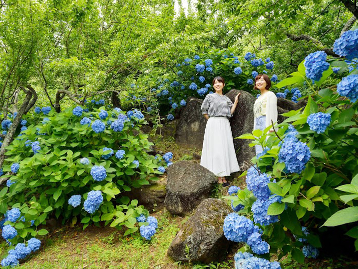 筑波山_紫陽花1_1