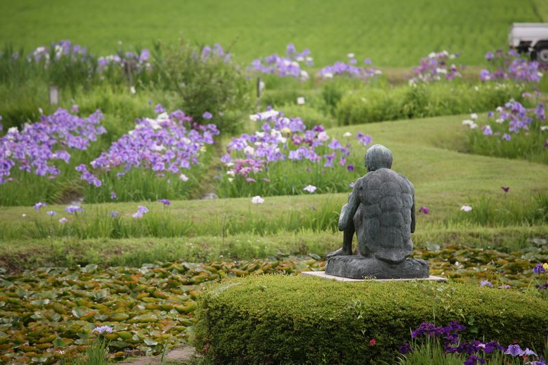 牛久市観光アヤメ園_1