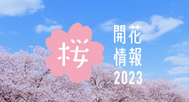 さくら開花情報2023