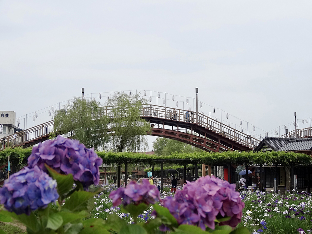 水郷潮来あやめ園_紫陽花_2