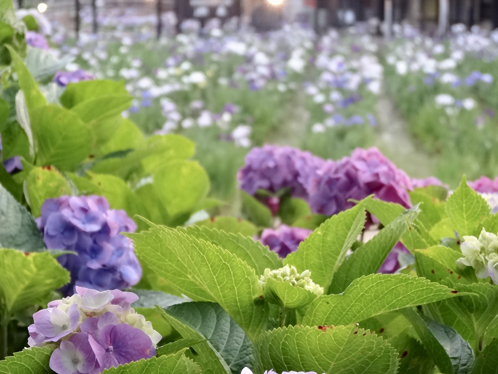 水郷潮来あやめ園_紫陽花_3