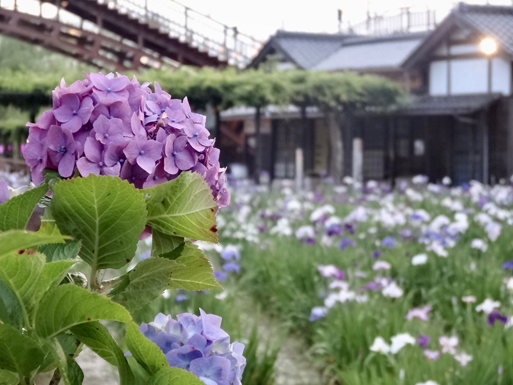 水郷潮来あやめ園_紫陽花_4