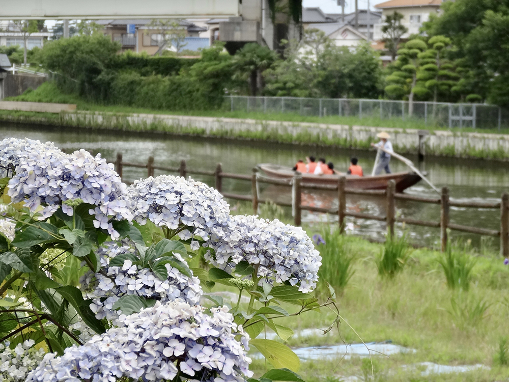 水郷潮来あやめ園_紫陽花_5