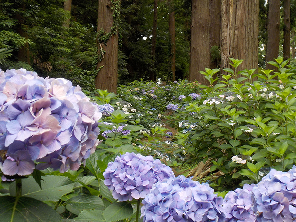 稲荷山公園3_横