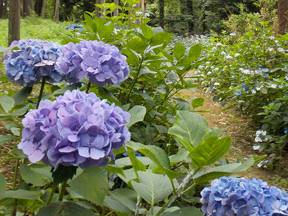 稲荷山公園5_横