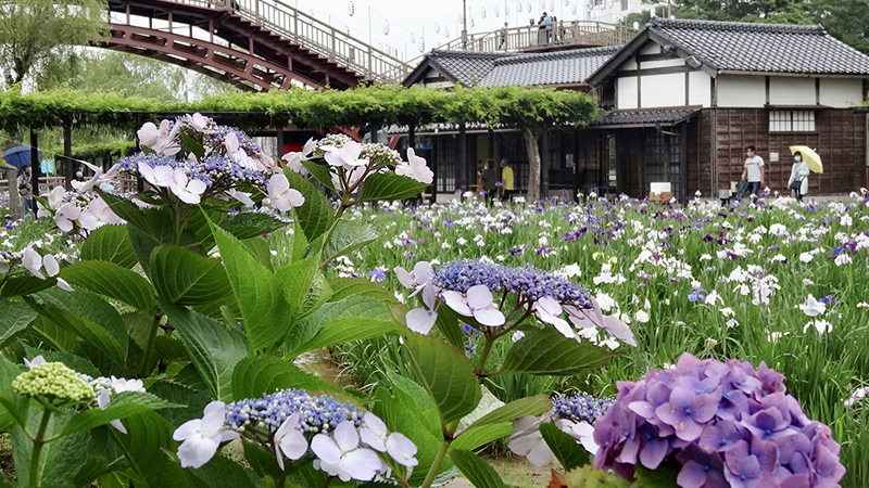 8_水郷潮来あやめ園