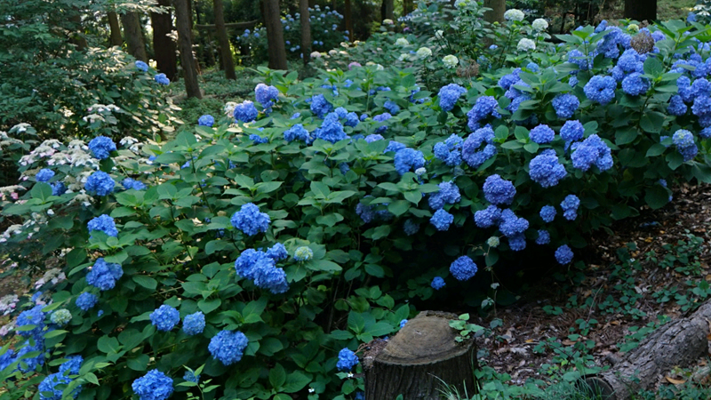 9_土浦_新治ふるさとの森