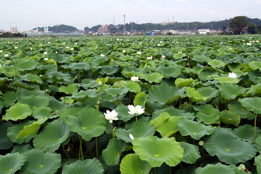 19_ハス田(田村・沖宿・手野地区)_れんこん畑