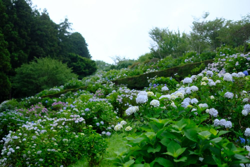 ワラワーパーク紫陽花_4