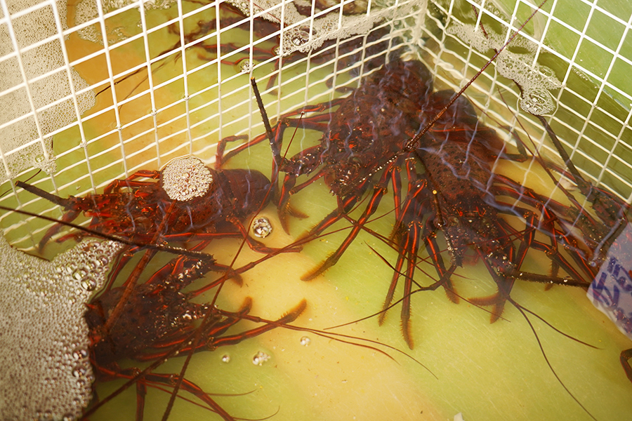 魚問屋 丸八水産3