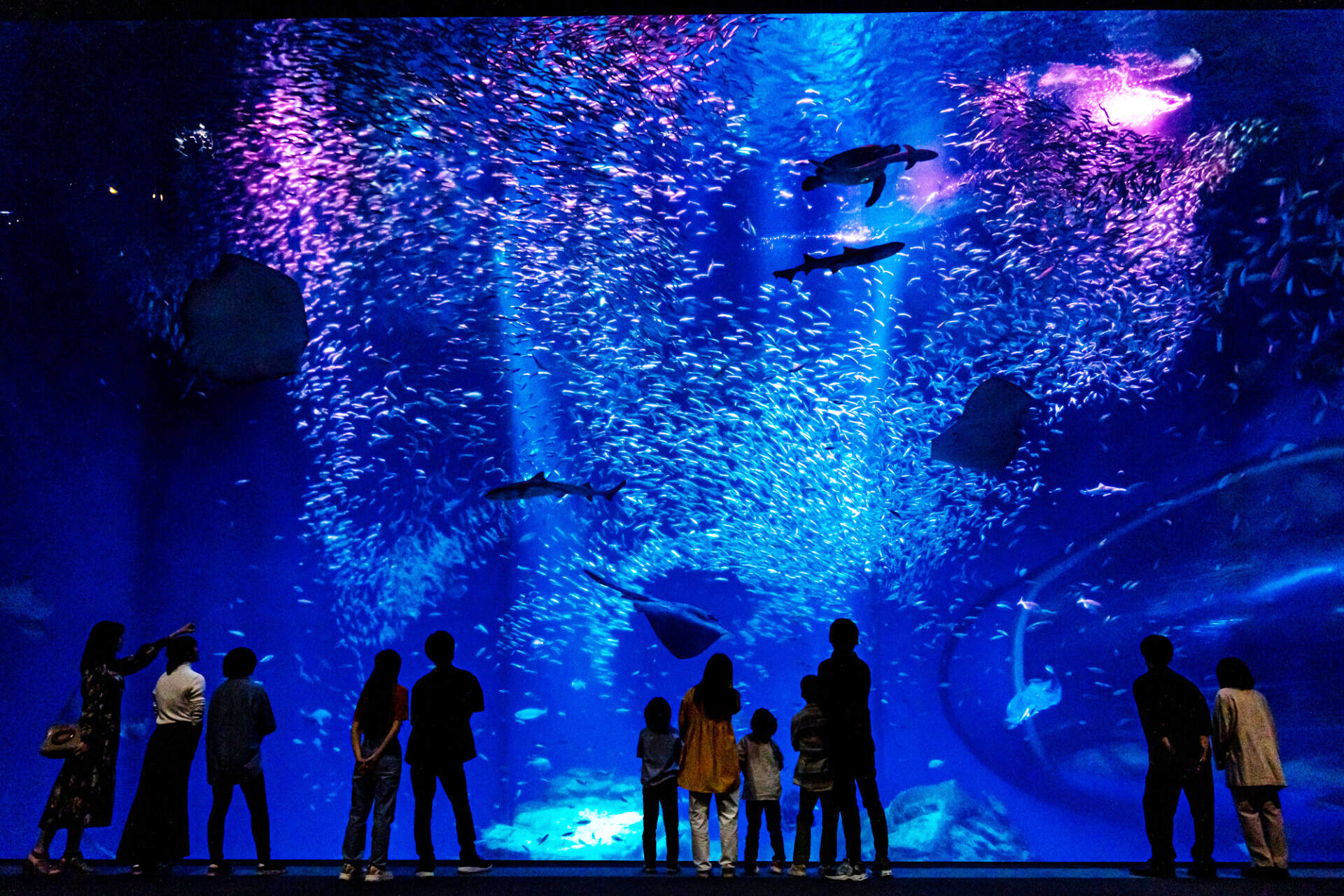 大洗水族館_IWASHI LIFE_2