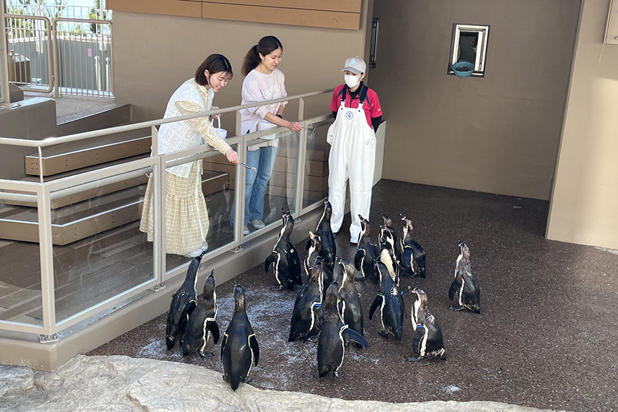 大洗水族館_7月開催の特別プログラムについて_ペンギンのごはん のコピー
