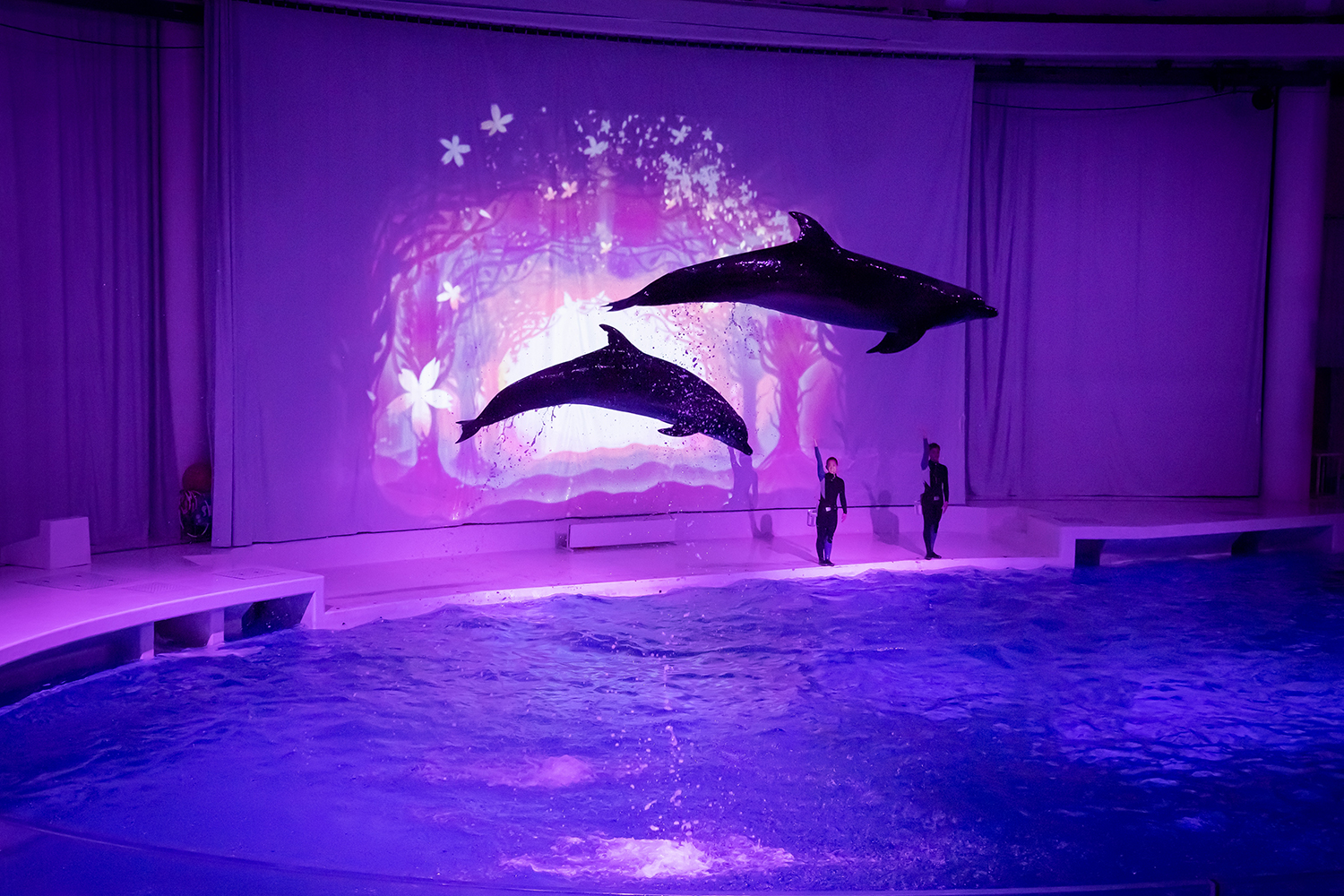 大洗水族館_NIGHT AQUAWORLD