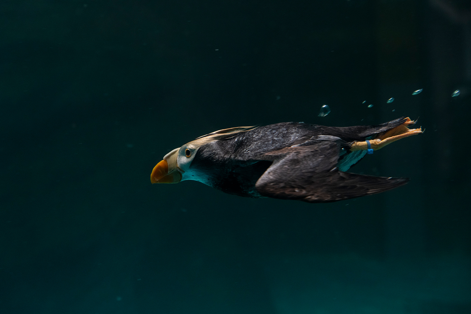 大洗水族館_なごみの海ゾーン Heartwaming Sea_4