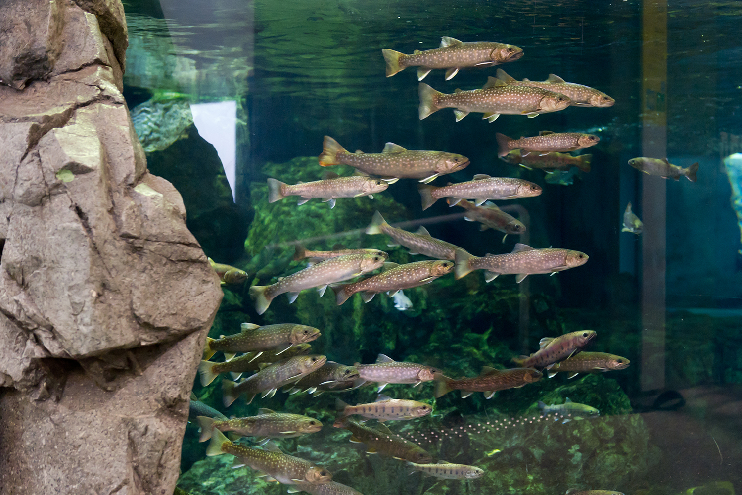 大洗水族館_つながる水辺ゾーン River and Streams_1