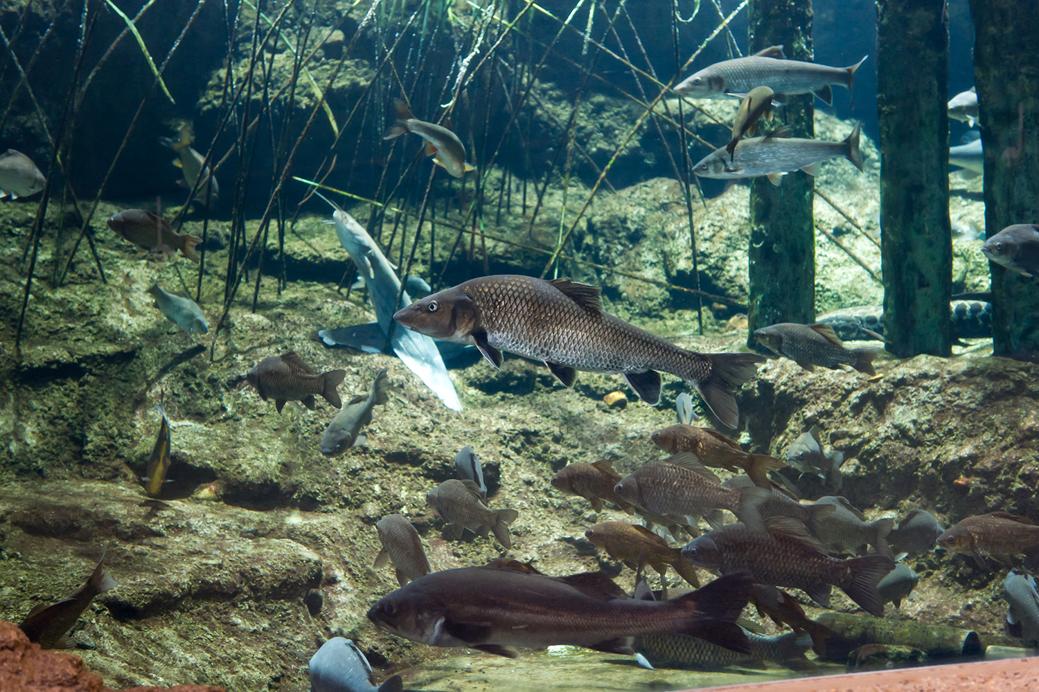 大洗水族館_つながる水辺ゾーン River and Streams_2