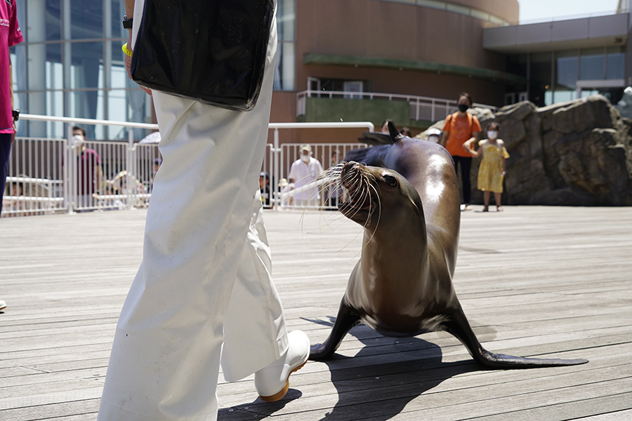 大洗水族館_オーシャンテラス4