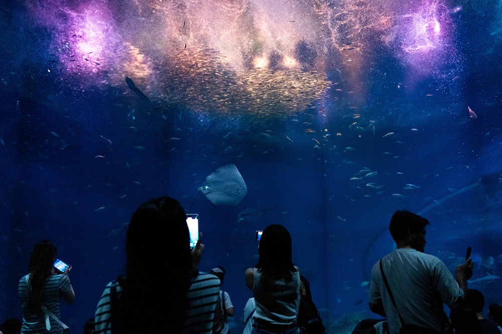 大洗水族館_1_出会いの海_1_2